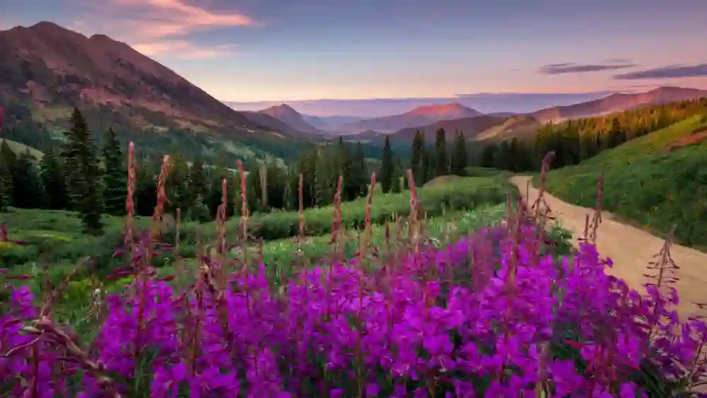 Яркие цвета