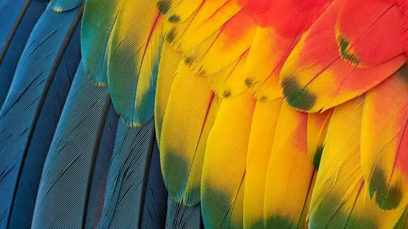 Яркие цвета